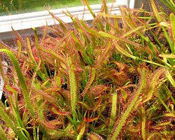 Rosiczka Capensis Typical