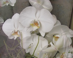 Orchidea - okaz hodowany na południowym oknie