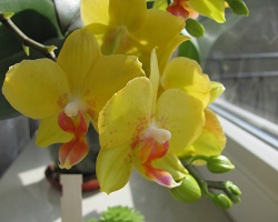 Orchidea - białe, wspaniałe kwiaty, www.swiat-owadozernych.pl