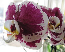 Orchidea przystrojona dziesiątkami pięknych kwiatów, www.swiat-owadozernych.pl