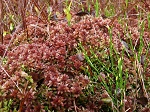 Sphagnum magellanicum, Virngrund, Niemcy