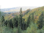Las wczesną jesienią w Beskidach