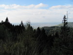 Bielsko-Biała - widok z pobliskich gór, na pierwszym planie las, w którym rosło pełno grzybów