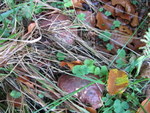Podgrzybki - grzybobranie na leśnej łące