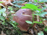Podgrzybek brunatny pośród borowin