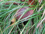 Podgrzybek brunatny w kiępie trawy