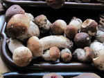 Borowik - bardzo smaczny grzyb jadalny